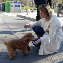 Castellón celebra la festividad del patrón de los animales, Sant Antoni Abad