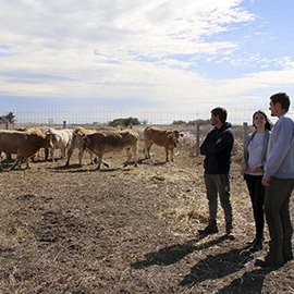 El Ayuntamiento de Torreblanca recupera la ganadería extensiva en el Prat después de dos décadas de abandono