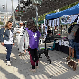 Festival de la Adopción de Benicàssim, sábado 6 de abril