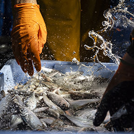 La Diputación de Castellón impulsa una campaña para el fomento del consumo de pescado de la provincia