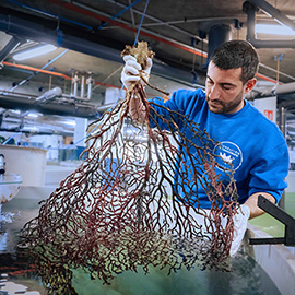 Ingresan en el Oceanogràfic 30 corales procedentes de Castelló gracias a la colaboración de los pescadores