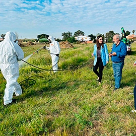 Se intensifican en Castellón las labores de prevención contra el mosquito tigre ante la posible llegada de la gota fría