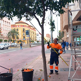 Castellón contará en el primer trimestre del año con 440 árboles nuevos