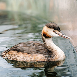 El Oceanogràfic incorpora tres aves somormujo únicas en acuarios europeos