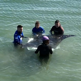 Especialistas de toda la costa mediterránea investigan el aumento inusual de varamientos de mantas en playas españolas