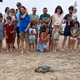 Benicàssim cierra su semana del Medio Ambiente con la suelta de una tortuga marina en una jornada familia al sur de la localidad