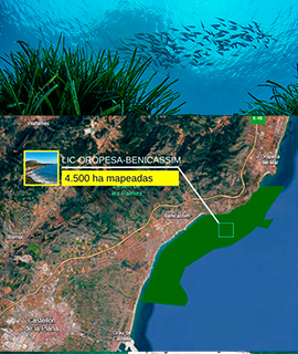 Castellón ya cuenta con su primer mapeado para proteger la posidonia