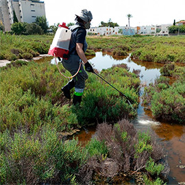 Benicàssim refuerza las actuaciones para frenar la presencia de mosquitos tras las fuertes lluvias del fin de semana