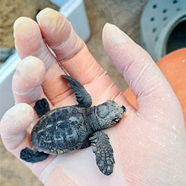 Nacen 54 tortugas marinas de un nido no registrado en la playa de Almassora