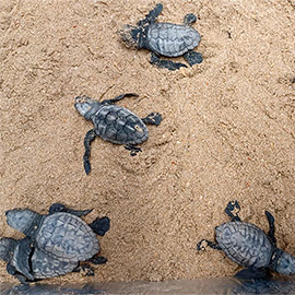 Nuevo nido de tortuga marina en la playa de Peñíscola