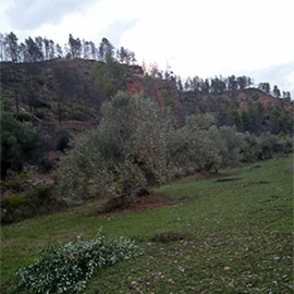Montán apuesta por el oleoturismo con su oliva autóctona como protagonista
