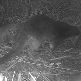 Diez años de nutria en el Mijares: los últimos rastreos confirman la consolidación de la especie en el paisaje protegido