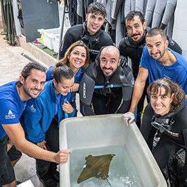 Nace la primera raya marginata en peligro crítico de extinción en el Oceanogràfic