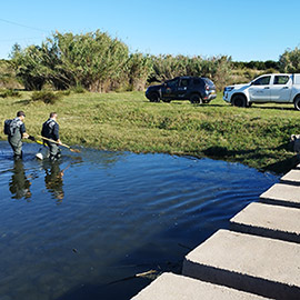 El Consorcio del Mijares colabora con la Universitat Jaume I en un estudio pionero sobre la presencia de contaminantes emergentes en la fauna del río