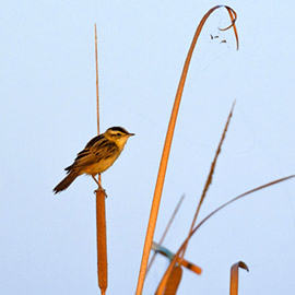 El Consorcio del Mijares destaca el reconocimiento formal del carricerín cejudo como especie de paso dentro del proyecto europeo LIFE AWoM