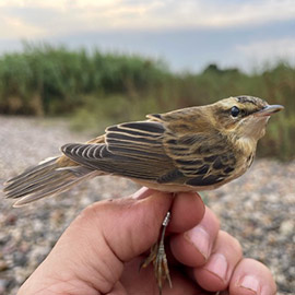 La campaña de anillamiento del Grup Au en el marco del proyecto Life AWoM registra 364 aves de 19 especies y confirma el valor de la desembocadura del río Mijares como enclave migratorio clave