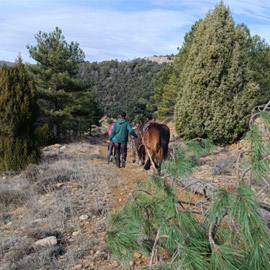 La Fiesta de la Publicata de Sant Antoni en Vilafranca está cada vez más cerca