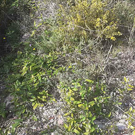 El Consorcio del Mijares elimina más de mil kilos de especies invasoras durante 2025