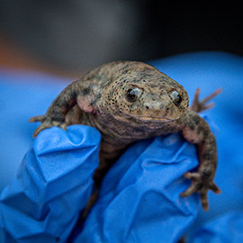 La Fundación Oceanogràfic cierra 2025 con 42 publicaciones científicas y más de 400 animales reintroducidos a su medio natural