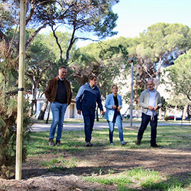 Castellón replantará 50 árboles en El Pinar del Grao de Castellón