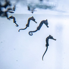 Agricultura y Fundación Oceanogràfic avanzan en la protección de los caballitos de mar con ayuda del sector pesquero