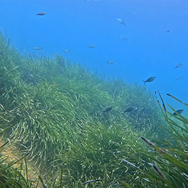 La nueva edición de MarPITIUS_26 amplía zonas de estudio y las líneas de investigación sobre contaminación marina en Ibiza