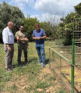 Ayuntamiento y Generalitat intensifican el control del jabalí en Castellón