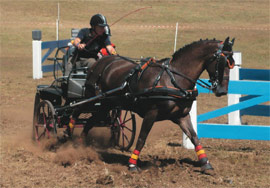 Campeonato de enganches de la Comunidad Valenciana 2011, 12 y 13 de noviembre