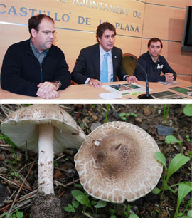 El Ayuntamiento de Castellón y la Societat Micològica  advierten del riesgo de intoxicación en el consumo de setas recogidas en el Pinar del Grau