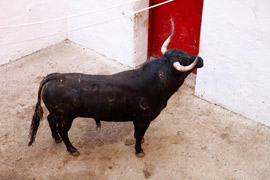 Magdalena 2012: Sorteo de los toros del viernes