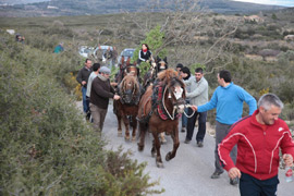 El roble y la encina ya están en Albocàsser para 