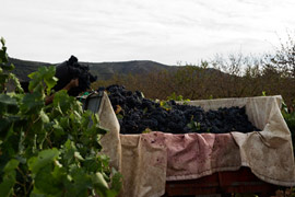 La Diputación promocionará la inclusión de vino castellonense en las jornadas gastronómicas que se celebren en la provincia