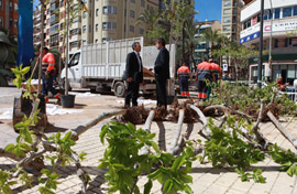 Plantación de nuevas moreras en la plaza de Huerto Sogueros