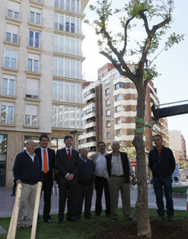 Homenaje al sector agrícola con la plantación de un naranjo en la plaza Fadrell