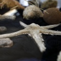 Museu de la Mar