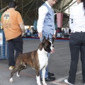 Castellón, Exposición Nacional e Internacional Canina