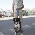 Castellón, Exposición Nacional e Internacional Canina