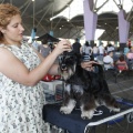 Castellón, Exposición Nacional e Internacional Canina