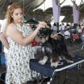 Castellón, Exposición Nacional e Internacional Canina