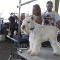 Castellón, Exposición Nacional e Internacional Canina