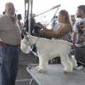Castellón, Exposición Nacional e Internacional Canina