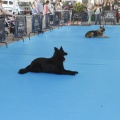 Castellón, Exposición Nacional e Internacional Canina