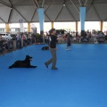 Castellón, Exposición Nacional e Internacional Canina