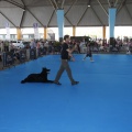 Castellón, Exposición Nacional e Internacional Canina