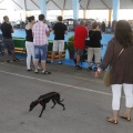 Castellón, Exposición Nacional e Internacional Canina
