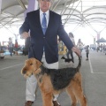 Castellón, Exposición Nacional e Internacional Canina
