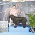 Castellón, Exposición Nacional e Internacional Canina