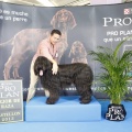 Castellón, Exposición Nacional e Internacional Canina