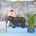 Castellón, Exposición Nacional e Internacional Canina
