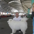 Castellón, Exposición Nacional e Internacional Canina